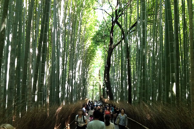 JR嵯峨嵐山駅から竹林の道を通って野宮神社への行き方道順08