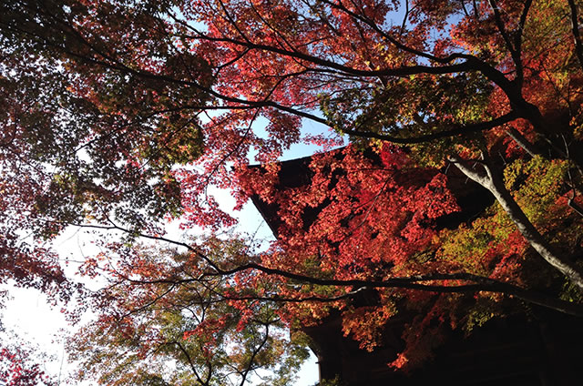 JR京都站到清水寺最快路线实景示意图21清水寺的红叶