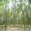 【行き方写真付】JR嵯峨嵐山駅から竹林の道を通って野宮神社への道順